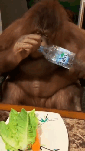 Monkey Drinking Water Bottle Alain