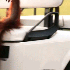 Monkey Driving Golf Cart GIF
