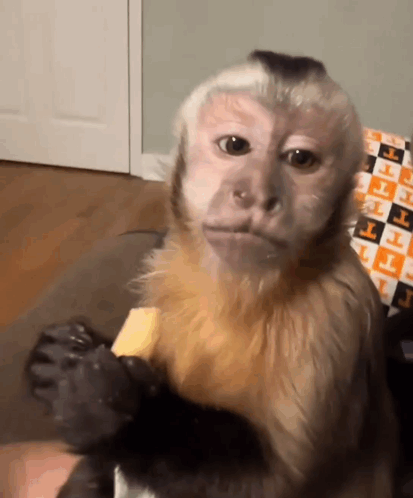 Monkey Eating Food With Letter T