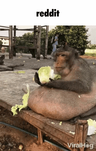 Monkey Eating Lettuce Reddit Meme GIF