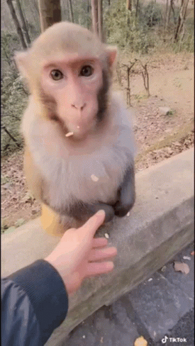 Monkey Eating Nut Next to Hand