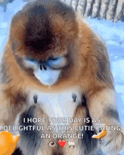 Monkey Eating Orange With Heart Eye