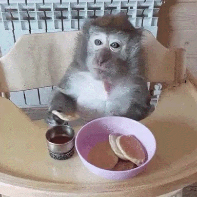 Monkey Eating Pancakes in High Chair