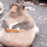 Monkey Eating Wriogifs Gif GIF