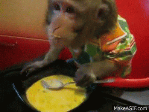 Monkey Enjoying His Soup GIF