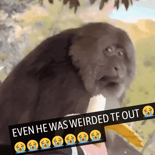 Monkey Even He Was Weirded Tf Out