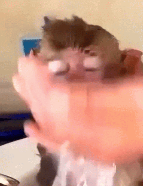 Monkey Face Bath GIF