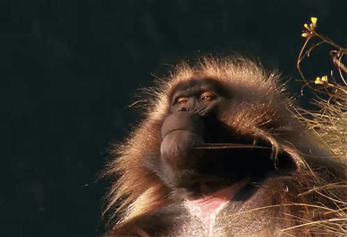 Monkey Face Close Up Dark Background