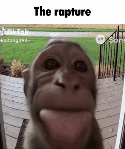Monkey Face Close Up The Rapture GIF
