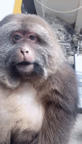 Monkey Face Close Up With Sign