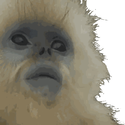 Monkey Face Close Up