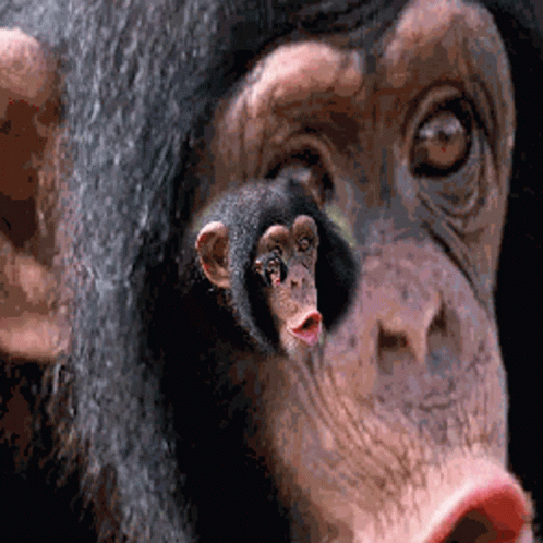 Monkey Face Fractal GIF