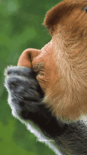 Monkey Face with Green Background and Studios