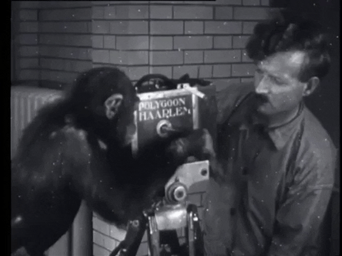 Monkey Filming GIF
