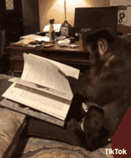 Monkey Frantic Reading Book GIF