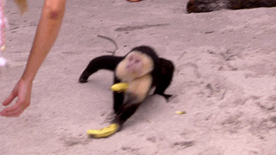 Monkey Getting And Running The Spinning Banana Away GIF