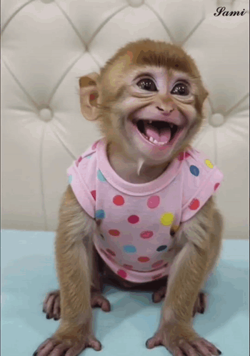 Monkey Gif Monkey Jokes Gif GIF