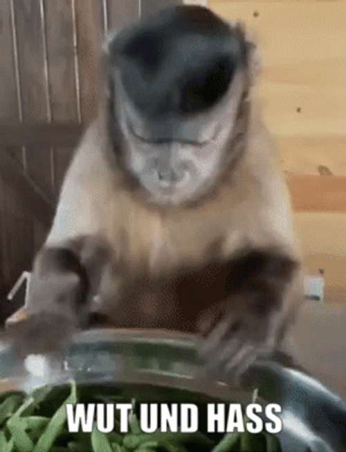 Monkey Half Beans Wut GIF
