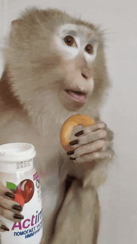 Monkey Holding Bottle of Actimel and Donut