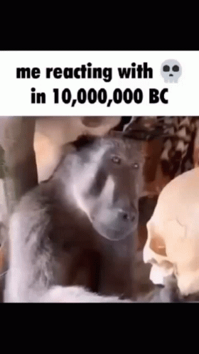 Monkey Holding Human Skull GIF
