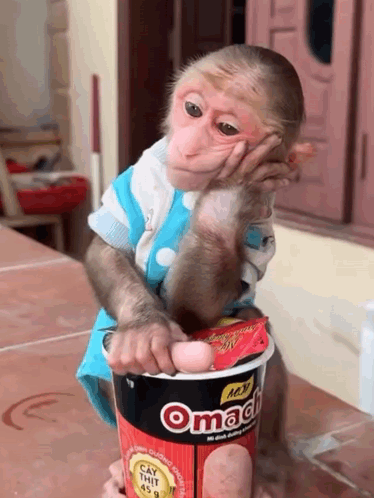 Monkey Holding Omach Noodles