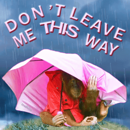 Monkey Holding Pink Umbrella Saying Don't Leave Me This Way