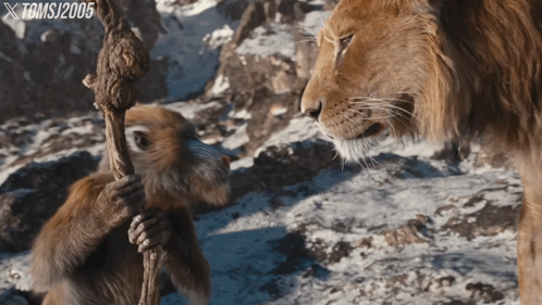 Monkey Holding Rope Next to Lion 2005