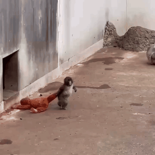 Monkey Holding Stuffed Animal
