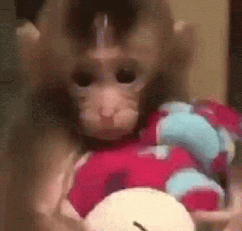 Monkey Holding Stuffed Animal