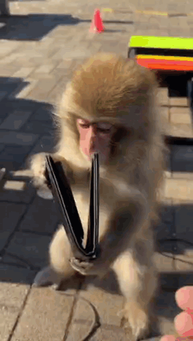 Monkey Holding Wallet in Mouth Sitting on Ground