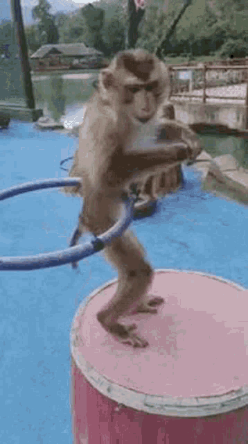 Monkey Hula-hoop Dancing GIF
