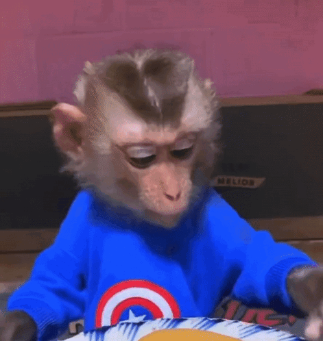 Monkey in Blue Captain America Sweater
