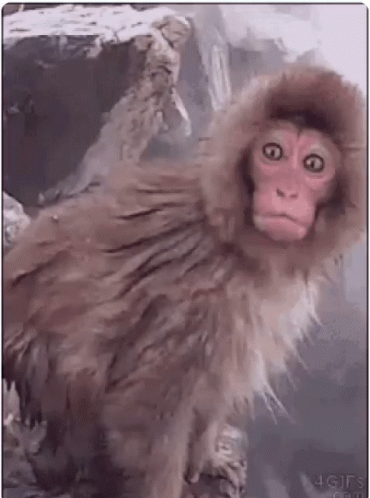 Monkey In Furry Hood GIF