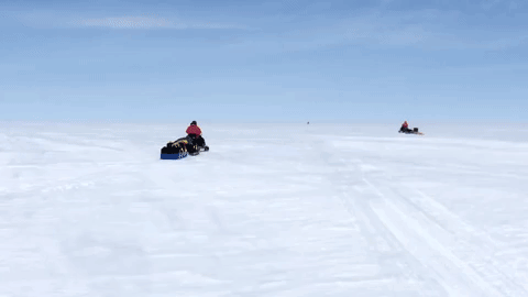 Monkey In Greenland GIF