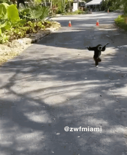 Monkey In The Wild Funny Running GIF