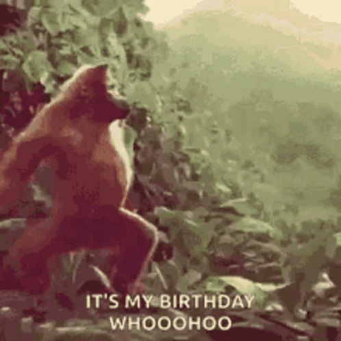 Monkey in Woods Saying It's My Birthday Whoohoo