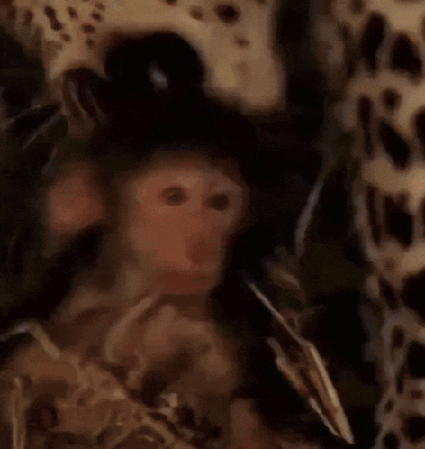 Monkey Ishowspeed Meme GIF