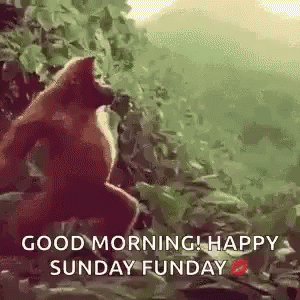 Monkey Jumping Good Morning Happy Sunday Funday GIF