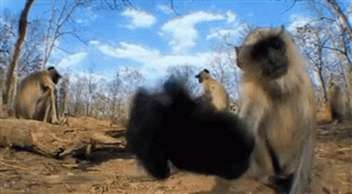 Monkey Kissing And Checking Out Camera GIF