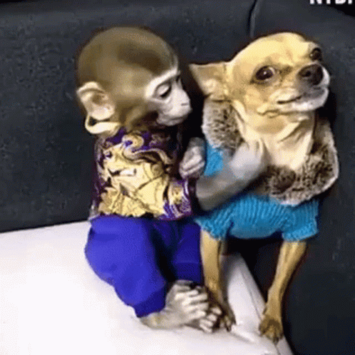 Monkey Kissing Angry Dog GIF