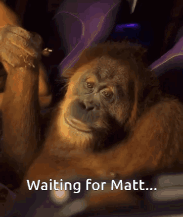 Monkey Laying Down Waiting for Matt
