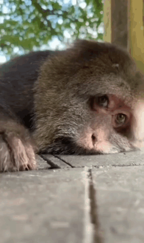 Monkey Laying Down