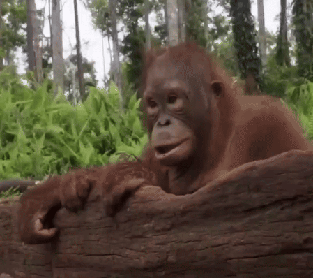 Monkey Laying On A Log GIF