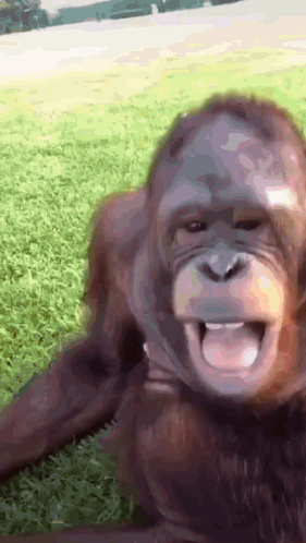 Monkey Laying on Grass With Tongue Out