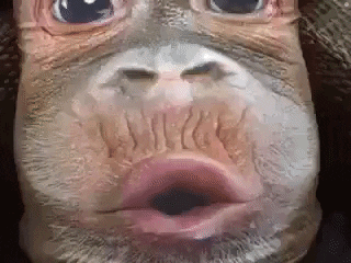 Monkey Lips Bloated Belly Funny Meme GIF
