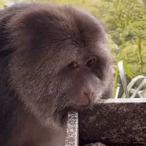 Monkey Looking at Camera Next to Fence