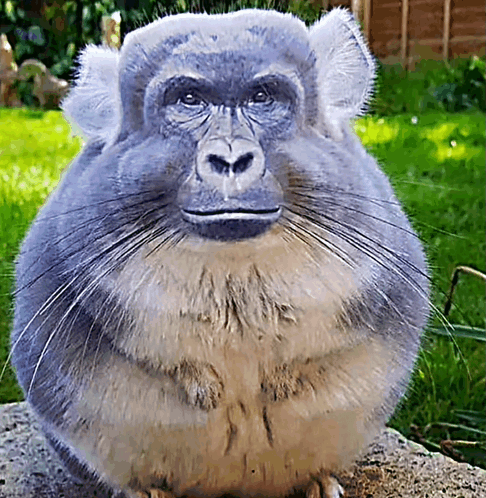Monkey Looking Edited Chinchilla GIF