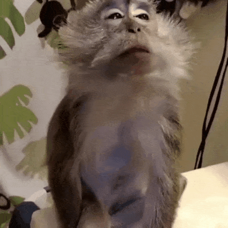 Monkey Loving Hair Grooming GIF
