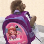 Monkey Macaco Gif GIF