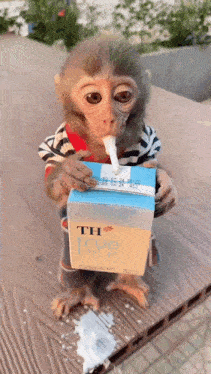Monkey Milk Gif GIF